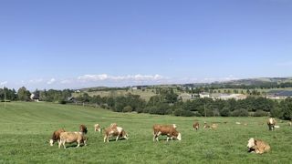 Les cahiers des charges évoluent dans plusieurs AOP du fait, entre autres, du changement climatique. Ici des simmentals, à Laguiole, avant la période sèche. Les cahiers des charges évoluent dans plusieurs AOP du fait, entre autres, du changement climatique. Ici des simmentals, à Laguiole, avant la période sèche.